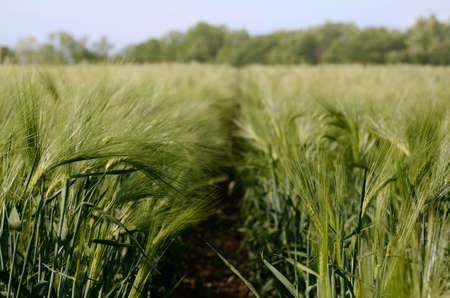 Green barley plant on a agricultural field. Summer season background.の写真素材