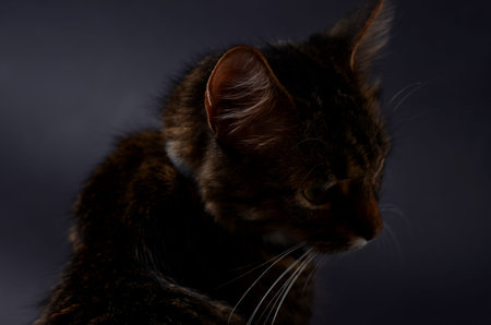 Portrait of a beautiful adopted gray cat on a blak background. Low key photo