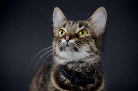 Portrait of a beautiful adopted gray cat on a blak background. Low key photoの写真素材