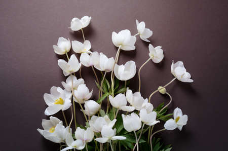Creative top view layout with White Anemone flowers on a black background. Stylish minimalist background with first spring flowers.の写真素材
