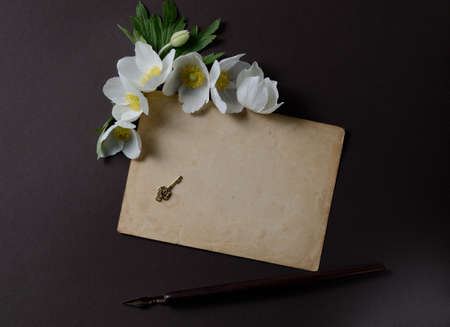 Creative top view layout with White Anemone flowers on a black background. Stylish minimalist background with first spring flowers.の写真素材