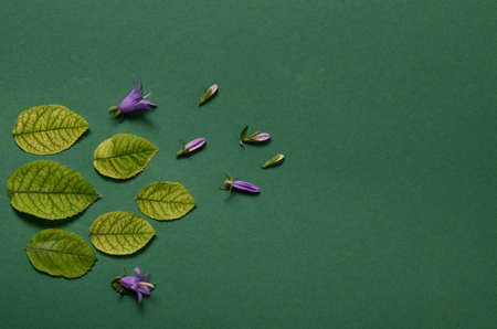 Creative layout with bright green lives on a green background. Flat lay concept.の写真素材