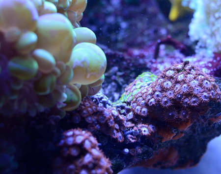 Bubble coral, Plerogyra sinuosa, in a saltwater aquariumの写真素材