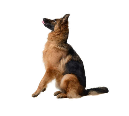 Young Fluffy German Shepherd Dog in exhibition standing against white background. Purebred dog in rack.の写真素材