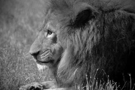 Male Lion resting in the zoo. Wild old lion potraitの写真素材