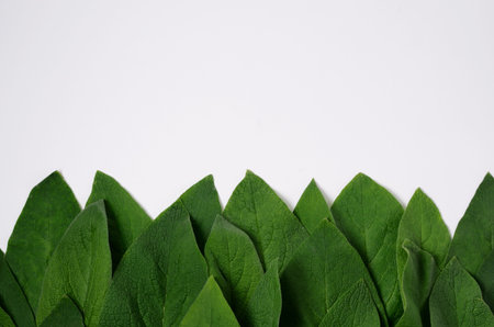 Minimal Concept of Nature Background With Green Leaves. Flat lay. Creative Natural Frame.の写真素材