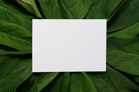 Minimal Concept of Nature Background With Green Leaves. Flat lay. Creative Natural Frame.