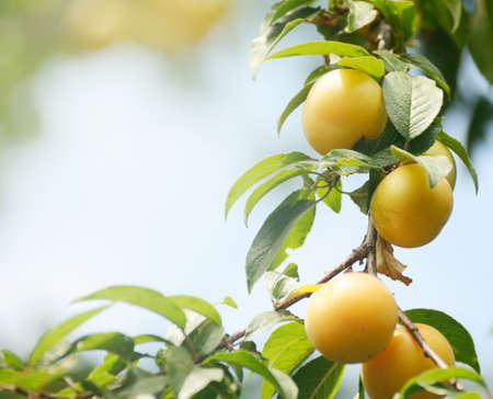 Delicious cherry-plum fruits on a branch in sunny summer day. Harvest backgroundの写真素材