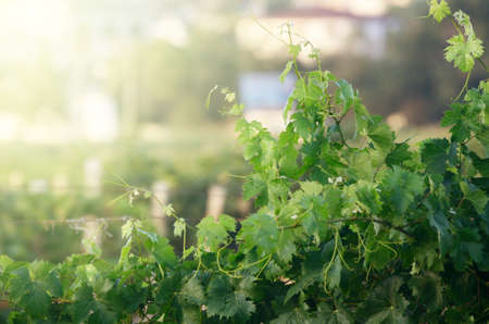 View to vineyard field in Krimea. Summer natural backgroundの写真素材