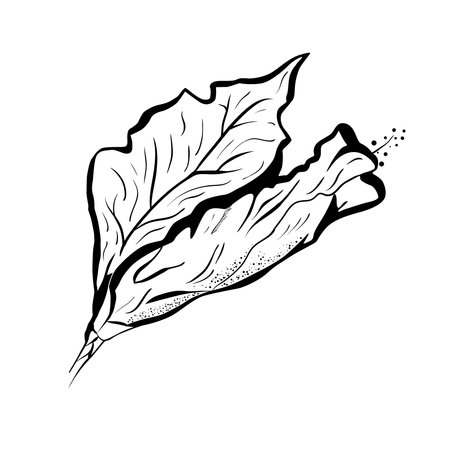 Hibiscus flower in tattoo style. Black and white tropical flowerのイラスト素材