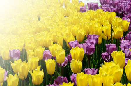 Colorful sunny field of plenty tulips. Springtime seasonal floral background.の写真素材