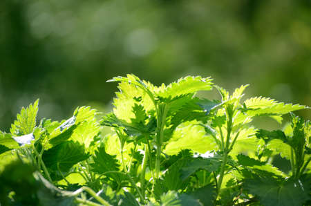 Young fresh Nettle plant in a spring sunny dayの写真素材