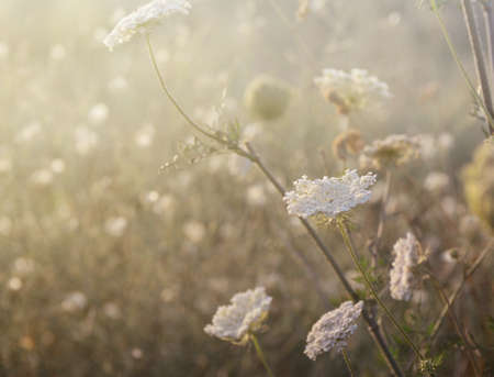 Wild meadow grass under morning sunlight. Summer field background. Sunny seasonal backdrop for your designの写真素材