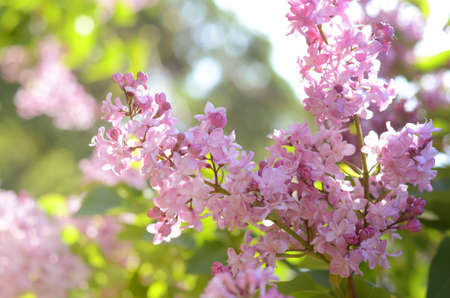 Close-up shot of beautiful Lilac flowers. Purple spring flowers. Floral seasonal background.の写真素材
