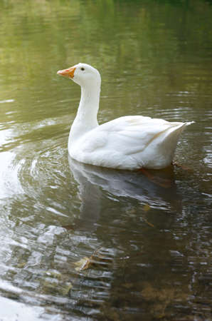 Big white domestic goose on a green grass in the lakeの写真素材