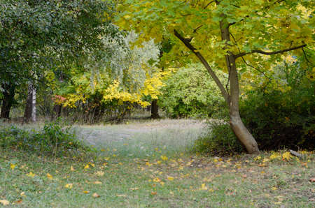 Autumn european park with maple and fir trees fulfilled by sun risesの写真素材