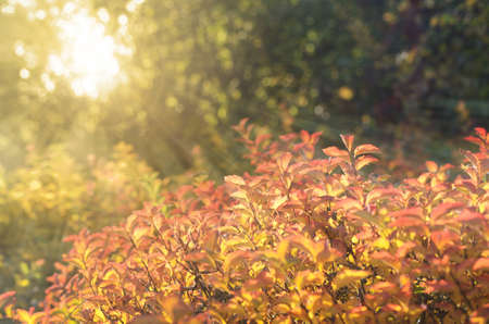 Bright autumn leaves under sunlight. Fall seasonal backgroundの写真素材