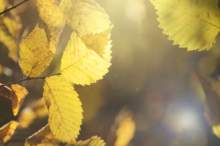 Bright autumn leaves under sunlight. Fall seasonal backgroundの写真素材