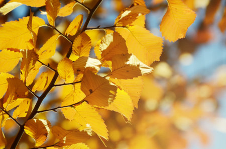 Bright autumn leaves under sunlight. Fall seasonal background