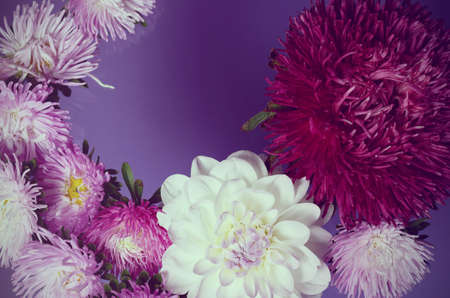 Creative background with chrysanthemum and dahlia flowers. Floral border flat lay conceptの写真素材