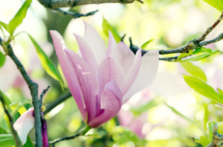 Romantic spring seasonal background with Magnolia flowers blooming in a spring. Beautiful gentle pink flowers under sunlightの写真素材