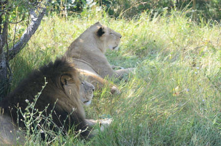 Couple of male and female lions resting under the tree. Wild animal in the zooの写真素材