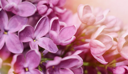 Lilac flowers. Purple spring flowers. Floral background