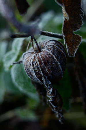 Cape gooseberry physalis. Frozen Dry brown autumn flower. Early winter background with plants in the hoar frostの写真素材
