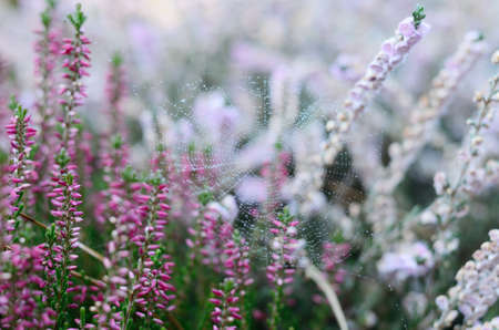 Beautiful sunny nature background with spider web on a lilac heather flowers. Morning dew on wild meadow.の写真素材