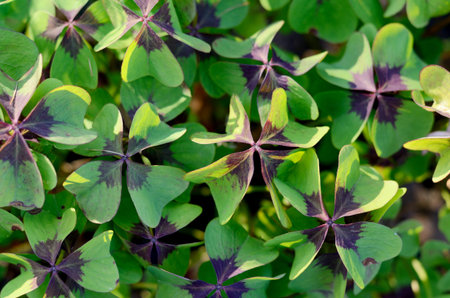 Oxalis tetraphylla, Oxalis Deppei. False Four - Leaved Clover, Happy CLover. Top View Abstract...