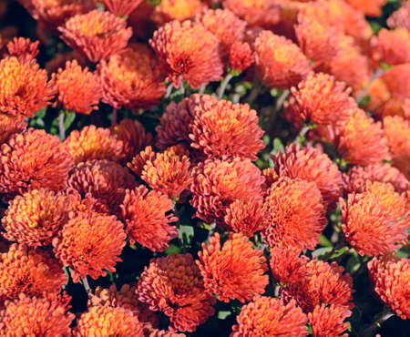 Red chrysanthemum. Beautiful autumn flower in a garden decor. Floral background for your design.の写真素材