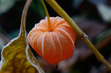 Cape gooseberry physalis. Frozen Autumn flower. Early winter background with plants in the frostの写真素材