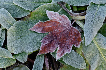 Frosted dry autumn leaves. Winter seasonal background.の写真素材