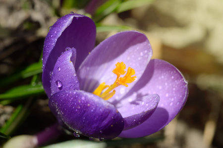 Beautiful first spring flowers crocuses bloom under bright sunlight.