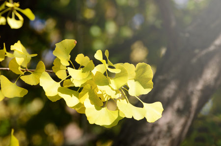 Ginkgo biloba young green leaves on a tree. Wellness healing plant, symbol of health and longevity.