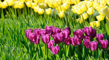 Sunny field of ultraviolet tulips. Springtime seasonal floral backgroundの写真素材