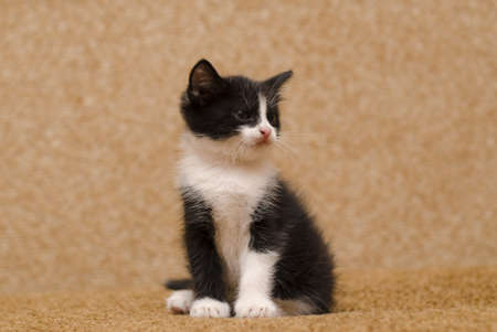 Little black and white kitten at home. Adopted pet.の写真素材