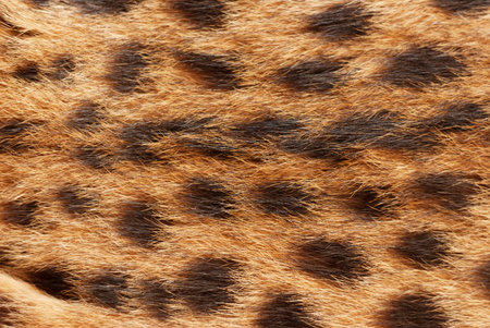 Wilde cat, serval fur pattern texture. Close up soft focus natural backgroundの写真素材