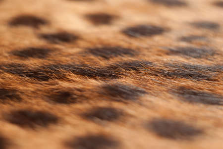 Wilde cat, serval fur pattern texture. Close up soft focus natural backgroundの写真素材