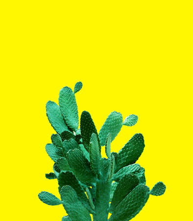 Opuntia cactus. Creative layout. Minimal style still life.の写真素材