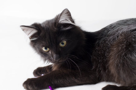 Young charming black cat with white hair in the ears.