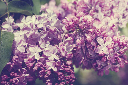 Purple and pink lilac flowers in a spring garden. Romantic season background.の写真素材