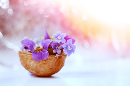 Floristic composition with violets and forget-me-not flowers in a nutshell against beautiful bokeh background.の写真素材