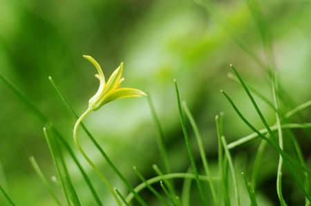 Gagea, small yellow spring flower in a green grass. Soft Focused spring season background.の写真素材