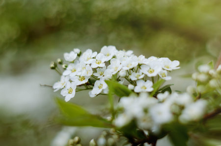 Soft focused close up picture of White Spirea, Bush of Thunbergii or Thunbergii Meadowsweet....