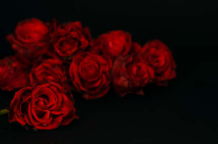 Red roses in the darkness.の写真素材