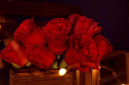 Red roses in the darkness.の写真素材