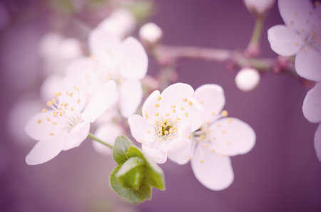 Cherry tree blossoms. White spring flowers close-up. Soft focus spring seasonal background.