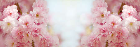 Floral border with beautiful sakura blooming in the sunny day. Romantic banner with flowers against bokeh backgroundの写真素材