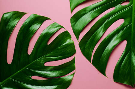 Big real monstera leaves on a pink background. Tropical theme background in a trendy minimalist style.の写真素材